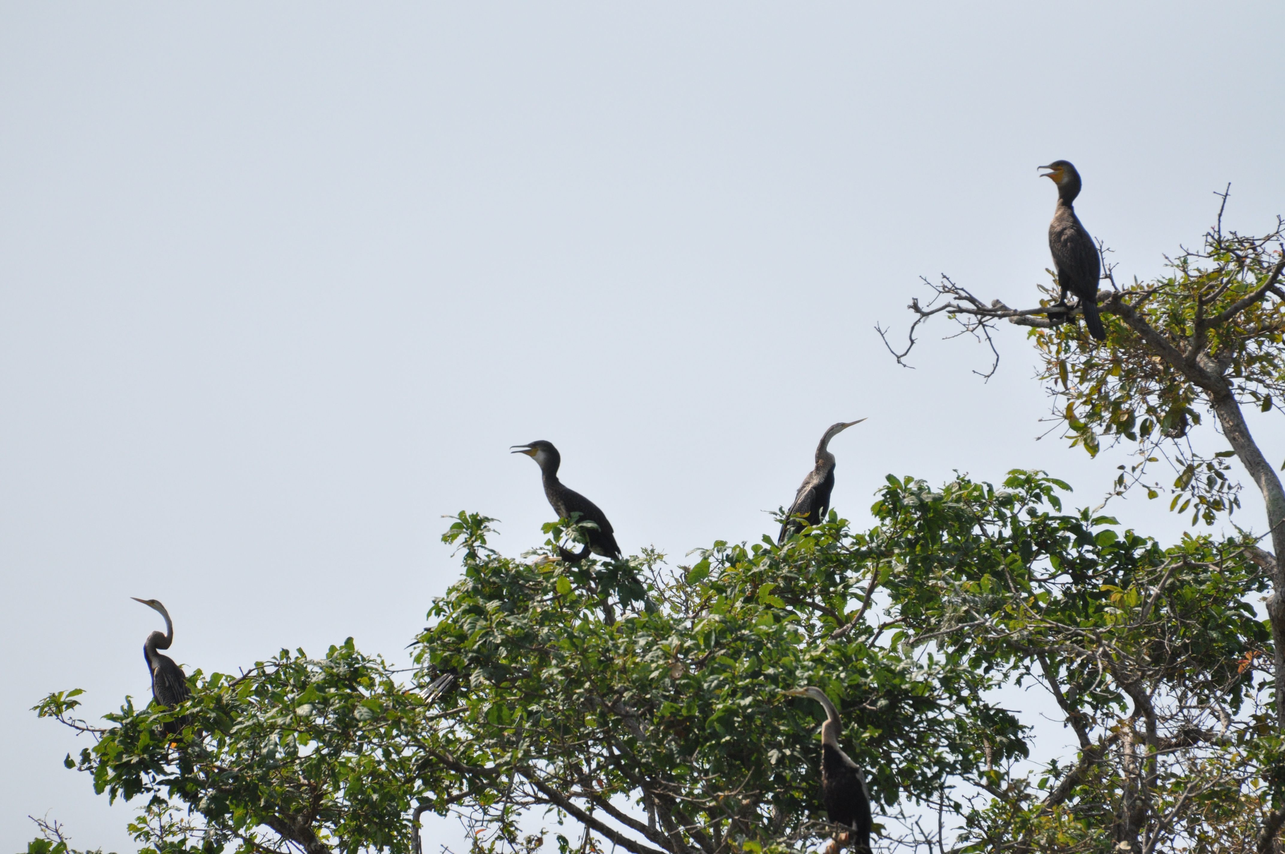 Kerala Birding Expedition